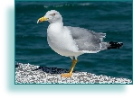 Seagull