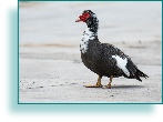 Muscovy