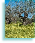 Old olive tree