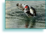 Muscovy Landing