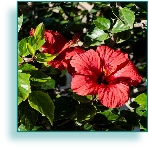 Hibiscus