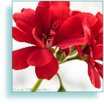 Geranium image